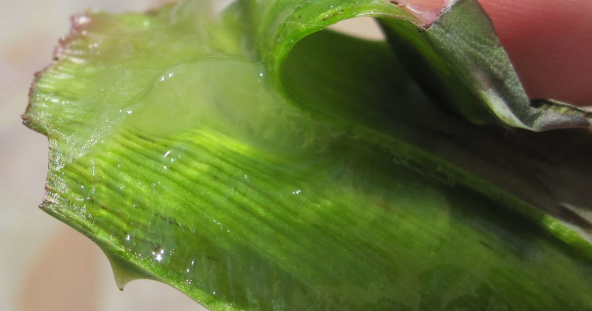 aloe vera organica babosa