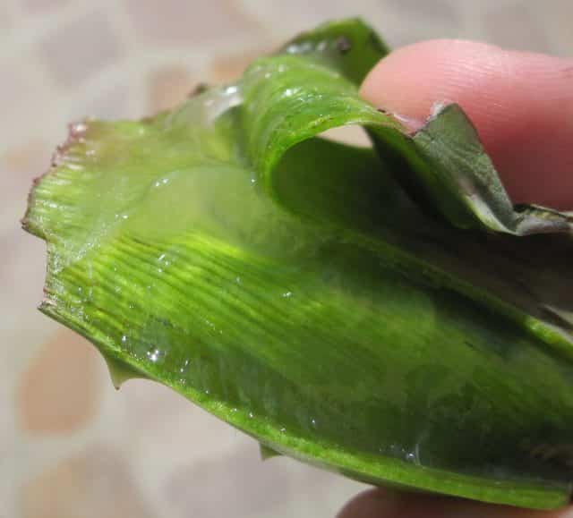 O que é a babosa aloe vera organica